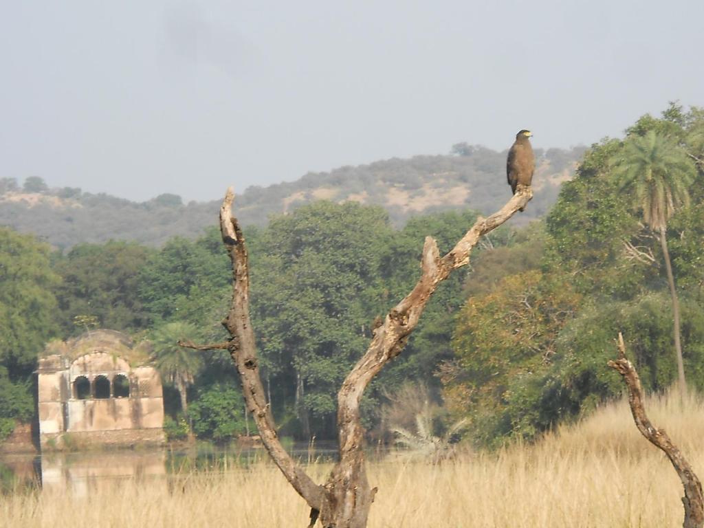 Green View Bed & Breakfast Sawai Madhopur Exterior photo